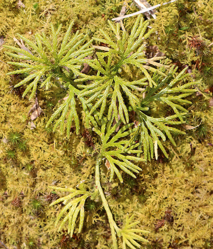 Crowsfoot - Diphasiastrum digitatum This clubmoss has glossy, evergreen leaves that are scale-like and appressed - like a mature cedar. It normally grows to a height of about 10 cm, with the spore-bearing strobili at the top.<br />
<br />
This plant was once widely harvested and sold as Christmas greenery, which widely depleted populations. However, it has recovered throughout its range and makes large clonal colonies that carpet the forest floor.<br />
<br />
Habitat: Moist forest Diphasiastrum,Diphasiastrum digitatum,Geotagged,Groundcedar,Spring,United States,clubmoss,crowsfoot