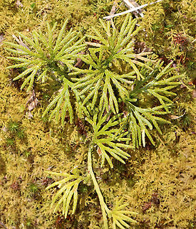 Crowsfoot - Diphasiastrum digitatum This clubmoss has glossy, evergreen leaves that are scale-like and appressed - like a mature cedar. It normally grows to a height of about 10 cm, with the spore-bearing strobili at the top.

This plant was once widely harvested and sold as Christmas greenery, which widely depleted populations. However, it has recovered throughout its range and makes large clonal colonies that carpet the forest floor.

Habitat: Moist forest Diphasiastrum,Diphasiastrum digitatum,Geotagged,Groundcedar,Spring,United States,clubmoss,crowsfoot