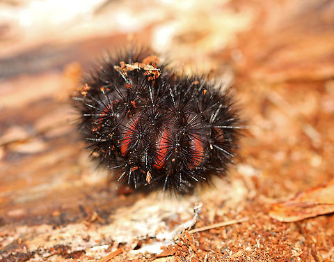 Giant Leopard Moth Caterpillar - Hypercompe scribonia When disturbed, they curl up and their red intersegmental rings become visible through their black hairs. 

Habitat: Mixed forest  Geotagged,Giant Leopard Moth,Giant Leopard Moth caterpillar,Hypercompe,Hypercompe scribonia,Spring,United States,caterpillar