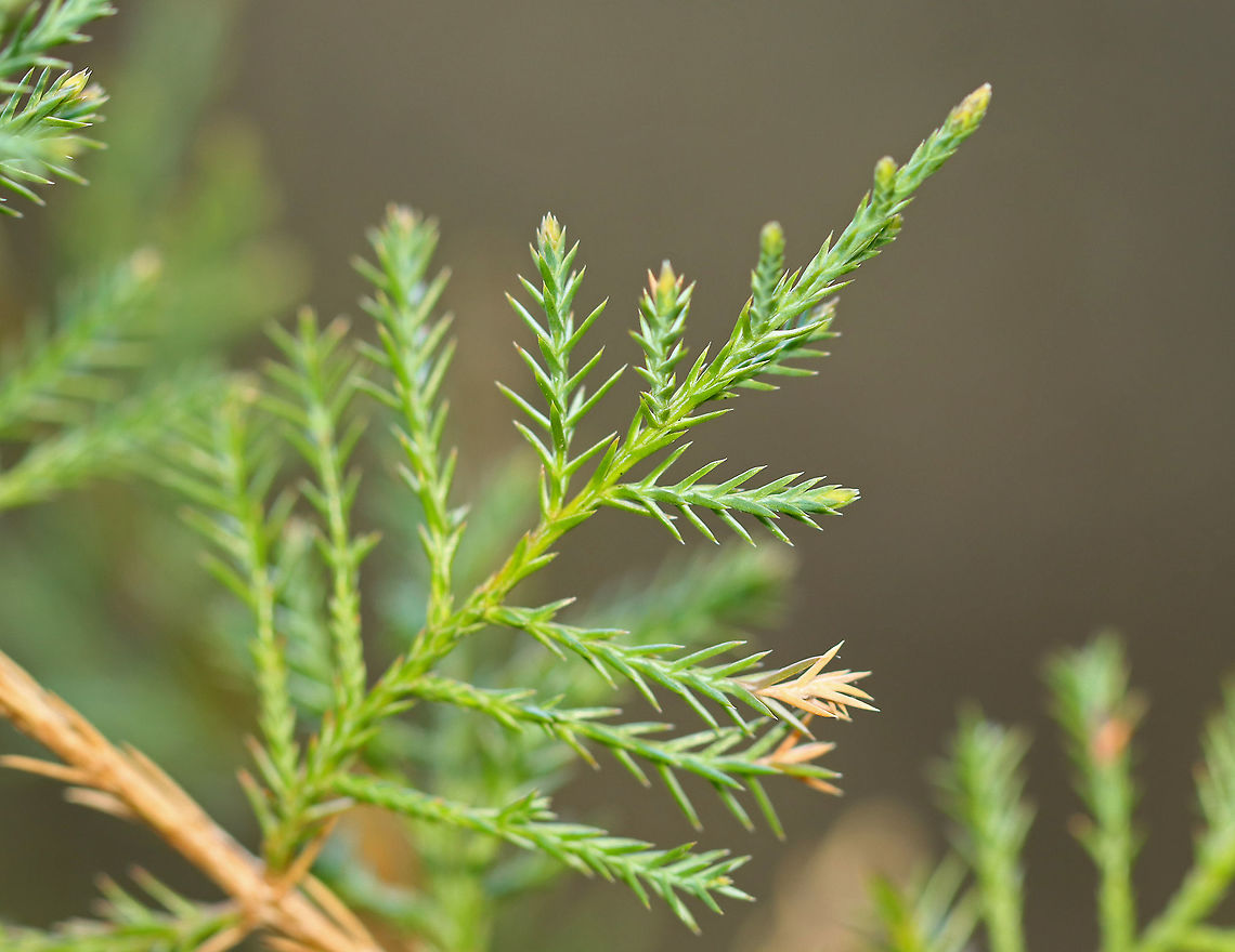 Eastern Red Cedar - Juniperus virginiana Meadow/forest edge<br />
<figure class="photo"><a href="https://www.jungledragon.com/image/96842/eastern_red_cedar_-_juniperus_virginiana.html" title="Eastern Red Cedar - Juniperus virginiana"><img src="https://s3.amazonaws.com/media.jungledragon.com/images/3232/96842_thumb.jpg?AWSAccessKeyId=05GMT0V3GWVNE7GGM1R2&Expires=1759968010&Signature=4tsXbxP%2FVlXjjIb3yV0BQcnQPLc%3D" width="122" height="152" alt="Eastern Red Cedar - Juniperus virginiana Meadow/forest edge<br />
https://www.jungledragon.com/image/96841/eastern_red_cedar_-_juniperus_virginiana.html Eastern Red-cedar,Geotagged,Juniperus,Juniperus virginiana,Spring,United States,cedar" /></a></figure> Eastern Red-cedar,Geotagged,Juniperus,Juniperus virginiana,Spring,United States,cedar