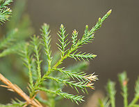 Eastern Red Cedar - Juniperus virginiana Meadow/forest edge<br />
https://www.jungledragon.com/image/96842/eastern_red_cedar_-_juniperus_virginiana.html Eastern Red-cedar,Geotagged,Juniperus,Juniperus virginiana,Spring,United States,cedar