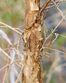 Eastern Red Cedar - Juniperus virginiana Meadow/forest edge
https://www.jungledragon.com/image/96841/eastern_red_cedar_-_juniperus_virginiana.html Eastern Red-cedar,Geotagged,Juniperus,Juniperus virginiana,Spring,United States,cedar