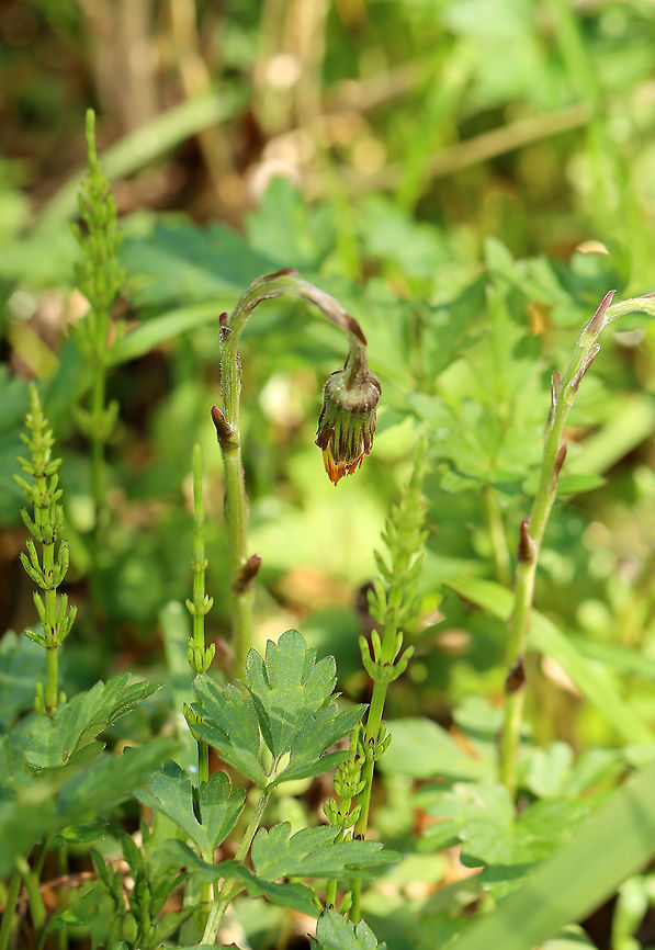 Coltsfoot - Tussilago farfara Habitat: Wetland<br />
<br />
<figure class="photo"><a href="https://www.jungledragon.com/image/96843/coltsfoot_-_tussilago_farfara.html" title="Coltsfoot - Tussilago farfara"><img src="https://s3.amazonaws.com/media.jungledragon.com/images/3232/96843_thumb.jpg?AWSAccessKeyId=05GMT0V3GWVNE7GGM1R2&Expires=1769040010&Signature=JMlOm04j2dz5D%2B2IZkziTbFn8Ac%3D" width="120" height="152" alt="Coltsfoot - Tussilago farfara Habitat: Wetland<br />
https://www.jungledragon.com/image/96844/coltsfoot_-_tussilago_farfara.html Coltsfoot,Geotagged,Spring,Tussilago farfara,United States,tussilago" /></a></figure> Coltsfoot,Geotagged,Spring,Tussilago,Tussilago farfara,United States
