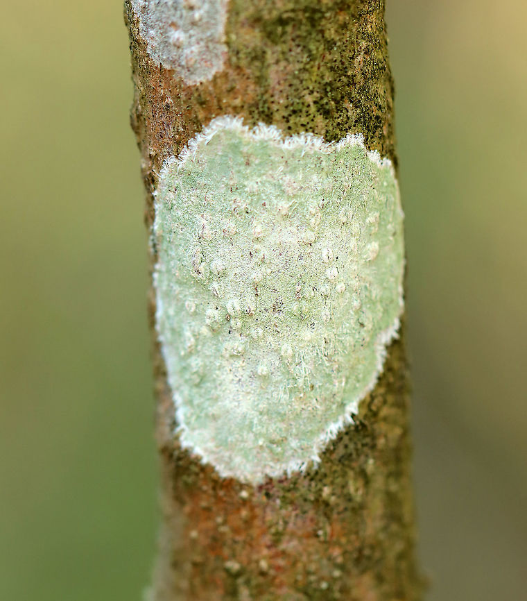 Lecanora thysanophora <br />
Habitat: Hardwood tree  Geotagged,Lecanora,Lecanora thysanophora,Spring,United States,crustose lichen,lichen