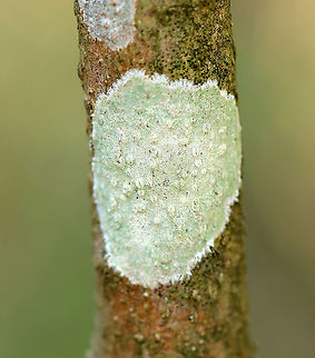 Lecanora thysanophora 
Habitat: Hardwood tree  Geotagged,Lecanora,Lecanora thysanophora,Spring,United States,crustose lichen,lichen