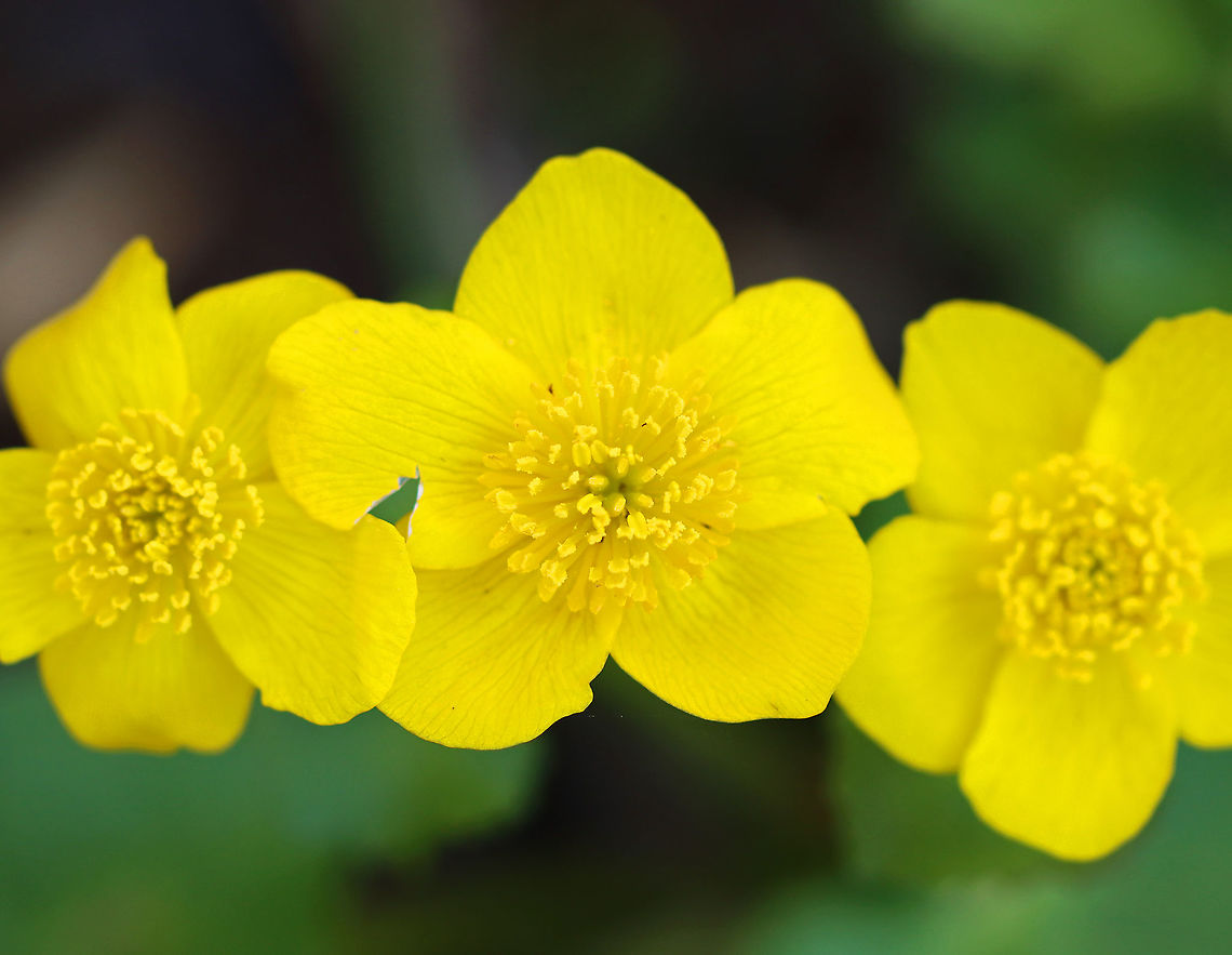 Marsh Marigold - Caltha palustris A succulent plant with heart or kidney-shaped leaves and thick, hollow stems with bright yellow flowers. Flowers typically have 5 petals. Each plant has several flowering stems.<br />
<br />
Habitat: Wetland<br />
<figure class="photo"><a href="https://www.jungledragon.com/image/96847/marsh_marigold_-_caltha_palustris.html" title="Marsh Marigold - Caltha palustris"><img src="https://s3.amazonaws.com/media.jungledragon.com/images/3232/96847_thumb.jpg?AWSAccessKeyId=05GMT0V3GWVNE7GGM1R2&Expires=1759968010&Signature=agyTaz0PB51DX%2Bn%2FKOjh2UblGUE%3D" width="128" height="152" alt="Marsh Marigold - Caltha palustris A succulent plant with heart or kidney-shaped leaves and thick, hollow stems with bright yellow flowers. Flowers typically have 5 petals. Each plant has several flowering stems.<br />
<br />
Habitat: Wetland<br />
https://www.jungledragon.com/image/96846/marsh_marigold_-_caltha_palustris.html Caltha palustris,Geotagged,Marsh Marigold,Spring,United States" /></a></figure> Caltha,Caltha palustris,Geotagged,Spring,United States