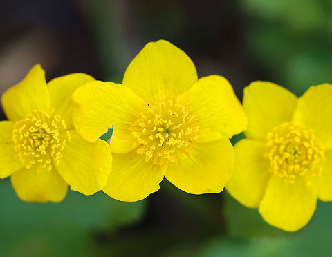 Marsh Marigold - Caltha palustris A succulent plant with heart or kidney-shaped leaves and thick, hollow stems with bright yellow flowers. Flowers typically have 5 petals. Each plant has several flowering stems.

Habitat: Wetland
https://www.jungledragon.com/image/96847/marsh_marigold_-_caltha_palustris.html Caltha,Caltha palustris,Geotagged,Spring,United States