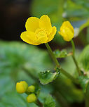 Marsh Marigold - Caltha palustris A succulent plant with heart or kidney-shaped leaves and thick, hollow stems with bright yellow flowers. Flowers typically have 5 petals. Each plant has several flowering stems.<br />
<br />
Habitat: Wetland<br />
https://www.jungledragon.com/image/96846/marsh_marigold_-_caltha_palustris.html Caltha palustris,Geotagged,Marsh Marigold,Spring,United States