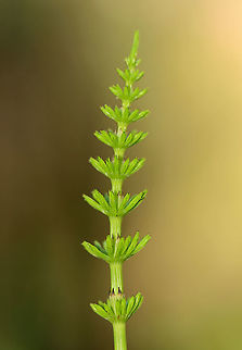 Meadow Horsetail - Equisetum pratense The I&ntilde;upiat ate this plant in the winter - they would preserve it in seal oil.

Habitat: Moist forest Equisetum,Equisetum pratense,Geotagged,Meadow horsetail,Spring,United States,horsetail