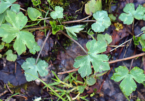 Blisterwort - Ranunculus recurvatus This species of buttercup has tiny, pale-yellow flowers. It's called "hooked" because each achene has a hooked beak. Hooked crowfoot is one of 6 species of buttercups in Connecticut with tiny flowers.

Habitat: Moist forest Geotagged,Hooked crowfoot,Ranunculus,Ranunculus recurvatus,Spring,United States,blisterwort