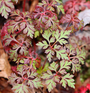 Herb Robert - Geranium robertianum Leaves are palmately divided into 3-5 lobed segments. When in bloom, flowers are pink or occasionally white.

Freshly picked, crushed leaves have a strong odor that resembles burning tires. If they are rubbed on the body, the smell is said to repel mosquitoes. I suspect that the smell would repel just about any creature. The active ingredients are tannins, a bitter compound called geraniin, and essential oils.

Habitat: Moist forest Geotagged,Geranium robertianum,Herb Robert,Spring,United States