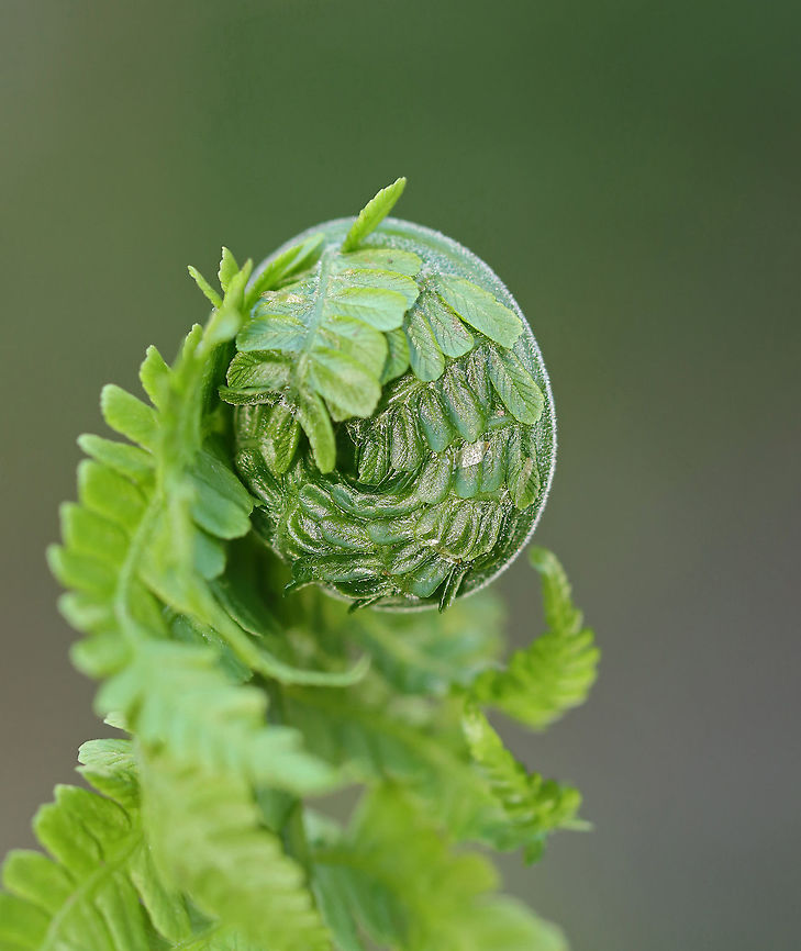 Fiddlehead Fern - Matteuccia struthiopteris The unfurled, sterile leaves, which first appear above ground during the spring, are rolled and circular in shape. At this stage of development, they are referred to as &#039;fiddleheads&#039; or &#039;croziers&#039;. These fiddleheads are especially prized in the northeastern United States, where they are collected, sold, and eaten as gourmet food.<br />
<br />
Habitat: Moist forest Geotagged,Matteuccia struthiopteris,Ostrich fern,Spring,United States,crozier,fern,fiddlehead