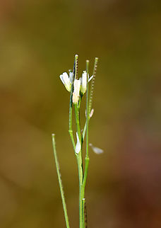 Hairy Bittercress - Cardamine hirsuta Just starting to bloom...

Habitat: Moist forest Cardamine,Cardamine hirsuta,Geotagged,Hairy bittercress,Spring,United States,bittercress