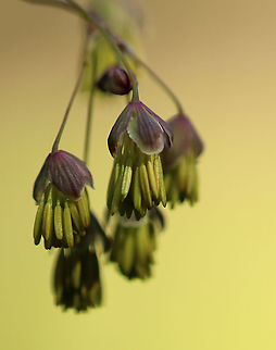 Early Meadow Rue - Thalictrum dioicum Clusters of long-stemmed, drooping, greenish-white flowers! Definitely unusual.

The species name is derived from the Greek word meaning "two households", which alludes to the fact that the male and female flowers are on separate plants.

Habitat: Rocky, deciduous forest
https://www.jungledragon.com/image/96856/early_meadow_rue_-_thalictrum_dioicum.html
https://www.jungledragon.com/image/96855/early_meadow_rue_-_thalictrum_dioicum.html Early meadow-rue,Geotagged,Spring,Thalictrum,Thalictrum dioicum,United States