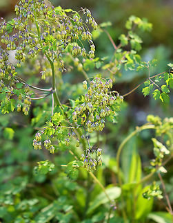 Early Meadow Rue - Thalictrum dioicum Clusters of long-stemmed, drooping, greenish-white flowers! Definitely unusual.

The species name is derived from the Greek word meaning "two households", which alludes to the fact that the male and female flowers are on separate plants.

Habitat: Rocky, deciduous forest
https://www.jungledragon.com/image/96854/early_meadow_rue_-_thalictrum_dioicum.html
https://www.jungledragon.com/image/96856/early_meadow_rue_-_thalictrum_dioicum.html Early meadow-rue,Geotagged,Spring,Thalictrum dioicum,United States