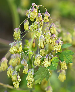 Early Meadow Rue - Thalictrum dioicum Clusters of long-stemmed, drooping, greenish-white flowers! Definitely unusual.

The species name is derived from the Greek word meaning "two households", which alludes to the fact that the male and female flowers are on separate plants.

Habitat: Rocky, deciduous forest
https://www.jungledragon.com/image/96854/early_meadow_rue_-_thalictrum_dioicum.html
https://www.jungledragon.com/image/96855/early_meadow_rue_-_thalictrum_dioicum.html Early meadow-rue,Geotagged,Spring,Thalictrum dioicum,United States