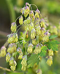 Early Meadow Rue - Thalictrum dioicum Clusters of long-stemmed, drooping, greenish-white flowers! Definitely unusual.<br />
<br />
The species name is derived from the Greek word meaning "two households", which alludes to the fact that the male and female flowers are on separate plants.<br />
<br />
Habitat: Rocky, deciduous forest<br />
https://www.jungledragon.com/image/96854/early_meadow_rue_-_thalictrum_dioicum.html<br />
https://www.jungledragon.com/image/96855/early_meadow_rue_-_thalictrum_dioicum.html Early meadow-rue,Geotagged,Spring,Thalictrum dioicum,United States