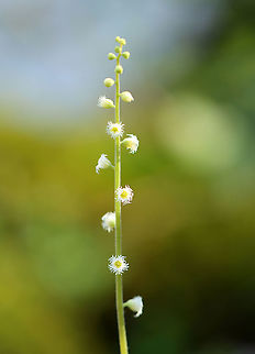 Bishop's Cap - Mitella diphylla These plants have TINY, dainty, fringed flower petals. 

Habitat: Moist forest Bishop's cap,Geotagged,Mitella,Mitella diphylla,Spring,United States