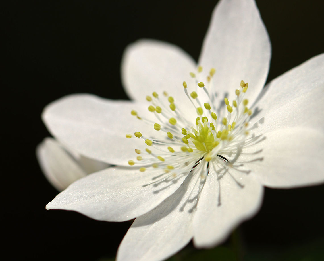 Rue Anemone (Thalictrum thalictroides) Habitat: Streamside in a mixed forest Geotagged,Rue Anemone,Spring,Thalictrum,Thalictrum thalictroides,United States