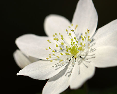 Rue Anemone (Thalictrum thalictroides) Habitat: Streamside in a mixed forest Geotagged,Rue Anemone,Spring,Thalictrum,Thalictrum thalictroides,United States