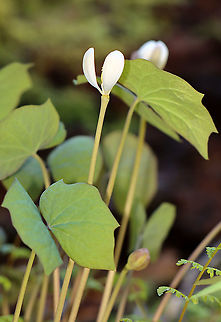 Twinleaf - Jeffersonia diphylla The common name, twinleaf, suggests that the plant has two leaves, but there are actually more. Each leaf is divided into two nearly separate leaflets.

This plant is native to eastern North America and is rare - it's protected as threatened in New York.

Native Americans used the root of this plant to make tea for many illnesses. It was also used externally as a wash for rheumatism, sores, and ulcers. But, the plant is probably toxic, so it should be avoided.

Habitat: Wetland
https://www.jungledragon.com/image/96946/twinleaf_-_jeffersonia_diphylla.html Geotagged,Jeffersonia diphylla,Spring,Twinleaf,United States