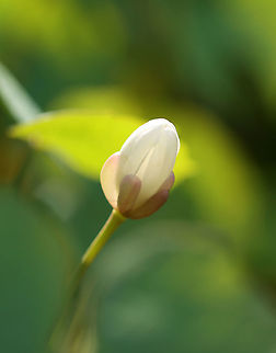Twinleaf - Jeffersonia diphylla The common name, twinleaf, suggests that the plant has two leaves, but there are actually more. Each leaf is divided into two nearly separate leaflets.

This plant is native to eastern North America and is rare - it's protected as threatened in New York.

Native Americans used the root of this plant to make tea for many illnesses. It was also used externally as a wash for rheumatism, sores, and ulcers. But, the plant is probably toxic, so it should be avoided.

Habitat: Wetland
https://www.jungledragon.com/image/96945/twinleaf_-_jeffersonia_diphylla.html Geotagged,Jeffersonia diphylla,Spring,Twinleaf,United States