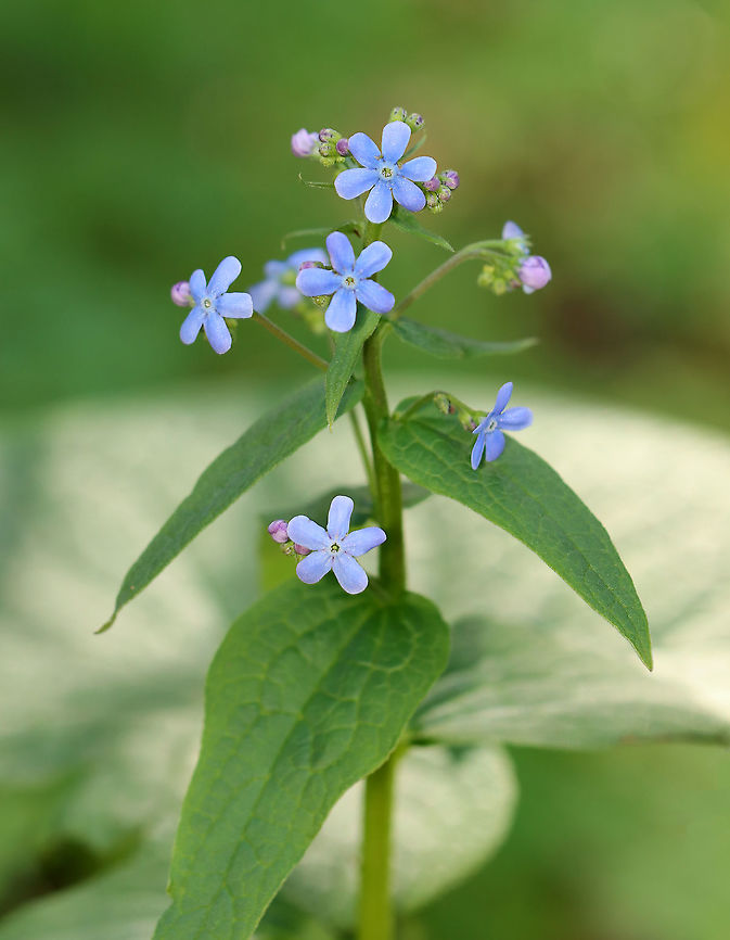 Siberian bugloss - Brunnera macrophylla Habitat: Moist forest<br />
<figure class="photo"><a href="https://www.jungledragon.com/image/96953/siberian_bugloss_-_brunnera_macrophylla.html" title="Siberian bugloss - Brunnera macrophylla"><img src="https://s3.amazonaws.com/media.jungledragon.com/images/3232/96953_thumb.jpg?AWSAccessKeyId=05GMT0V3GWVNE7GGM1R2&Expires=1769040010&Signature=GMLt%2BduQSmSCmW7ldy6XxVAwQ8Y%3D" width="118" height="152" alt="Siberian bugloss - Brunnera macrophylla Habitat: Moist forest<br />
https://www.jungledragon.com/image/96951/siberian_bugloss_-_brunnera_macrophylla.html<br />
https://www.jungledragon.com/image/96952/siberian_bugloss_-_brunnera_macrophylla.html Brunnera macrophylla,Geotagged,Siberian Bugloss,Spring,United States" /></a></figure><br />
<figure class="photo"><a href="https://www.jungledragon.com/image/96952/siberian_bugloss_-_brunnera_macrophylla.html" title="Siberian bugloss - Brunnera macrophylla"><img src="https://s3.amazonaws.com/media.jungledragon.com/images/3232/96952_thumb.jpg?AWSAccessKeyId=05GMT0V3GWVNE7GGM1R2&Expires=1769040010&Signature=zgwQPoZp0VfDWma6bfTpeQ%2BumTM%3D" width="200" height="158" alt="Siberian bugloss - Brunnera macrophylla Habitat: Moist forest<br />
https://www.jungledragon.com/image/96951/siberian_bugloss_-_brunnera_macrophylla.html<br />
https://www.jungledragon.com/image/96953/siberian_bugloss_-_brunnera_macrophylla.html Brunnera macrophylla,Geotagged,Siberian Bugloss,Spring,United States" /></a></figure> Brunnera,Brunnera macrophylla,Geotagged,Spring,United States,great forget-me-not,heartleaf,largeleaf brunnera