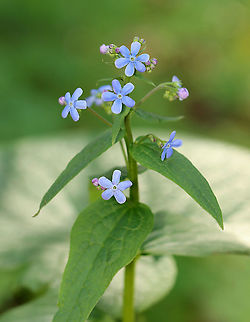 Siberian bugloss - Brunnera macrophylla Habitat: Moist forest
https://www.jungledragon.com/image/96953/siberian_bugloss_-_brunnera_macrophylla.html
https://www.jungledragon.com/image/96952/siberian_bugloss_-_brunnera_macrophylla.html Brunnera,Brunnera macrophylla,Geotagged,Spring,United States,great forget-me-not,heartleaf,largeleaf brunnera