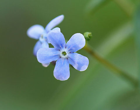 Siberian bugloss - Brunnera macrophylla Habitat: Moist forest
https://www.jungledragon.com/image/96951/siberian_bugloss_-_brunnera_macrophylla.html
https://www.jungledragon.com/image/96953/siberian_bugloss_-_brunnera_macrophylla.html Brunnera macrophylla,Geotagged,Siberian Bugloss,Spring,United States