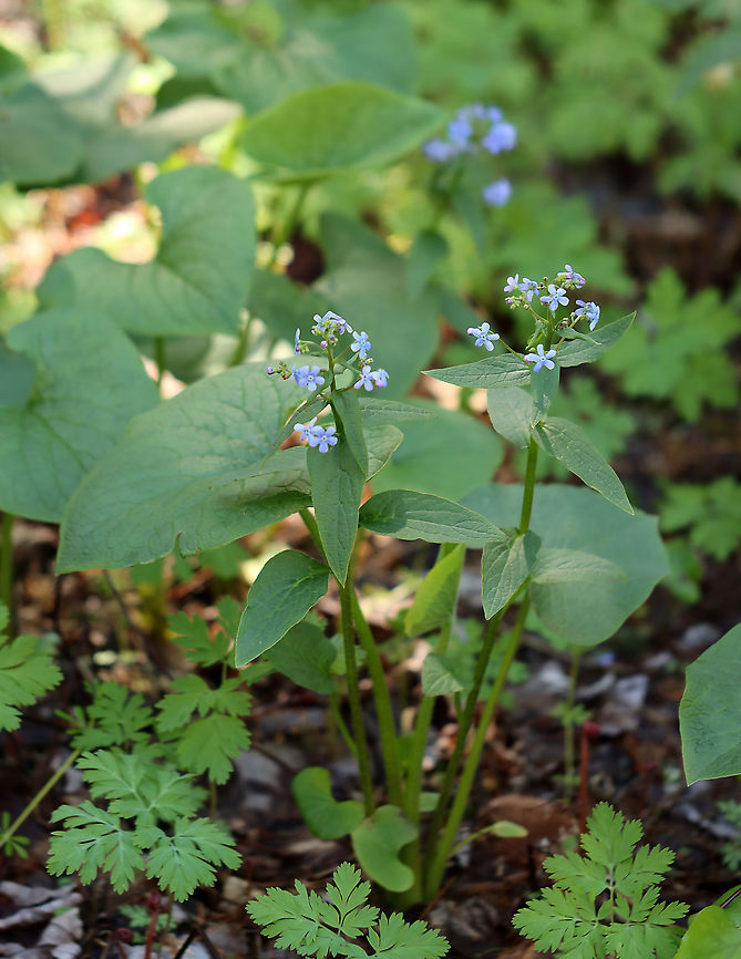Siberian bugloss - Brunnera macrophylla Habitat: Moist forest<br />
<figure class="photo"><a href="https://www.jungledragon.com/image/96951/siberian_bugloss_-_brunnera_macrophylla.html" title="Siberian bugloss - Brunnera macrophylla"><img src="https://s3.amazonaws.com/media.jungledragon.com/images/3232/96951_thumb.jpg?AWSAccessKeyId=05GMT0V3GWVNE7GGM1R2&Expires=1769040010&Signature=RD1IwaiPbdCNoWCgNg2r4K%2BfTII%3D" width="120" height="152" alt="Siberian bugloss - Brunnera macrophylla Habitat: Moist forest<br />
https://www.jungledragon.com/image/96953/siberian_bugloss_-_brunnera_macrophylla.html<br />
https://www.jungledragon.com/image/96952/siberian_bugloss_-_brunnera_macrophylla.html Brunnera,Brunnera macrophylla,Geotagged,Spring,United States,great forget-me-not,heartleaf,largeleaf brunnera" /></a></figure><br />
<figure class="photo"><a href="https://www.jungledragon.com/image/96952/siberian_bugloss_-_brunnera_macrophylla.html" title="Siberian bugloss - Brunnera macrophylla"><img src="https://s3.amazonaws.com/media.jungledragon.com/images/3232/96952_thumb.jpg?AWSAccessKeyId=05GMT0V3GWVNE7GGM1R2&Expires=1769040010&Signature=zgwQPoZp0VfDWma6bfTpeQ%2BumTM%3D" width="200" height="158" alt="Siberian bugloss - Brunnera macrophylla Habitat: Moist forest<br />
https://www.jungledragon.com/image/96951/siberian_bugloss_-_brunnera_macrophylla.html<br />
https://www.jungledragon.com/image/96953/siberian_bugloss_-_brunnera_macrophylla.html Brunnera macrophylla,Geotagged,Siberian Bugloss,Spring,United States" /></a></figure> Brunnera macrophylla,Geotagged,Siberian Bugloss,Spring,United States