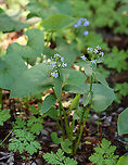 Siberian bugloss - Brunnera macrophylla Habitat: Moist forest<br />
https://www.jungledragon.com/image/96951/siberian_bugloss_-_brunnera_macrophylla.html<br />
https://www.jungledragon.com/image/96952/siberian_bugloss_-_brunnera_macrophylla.html Brunnera macrophylla,Geotagged,Siberian Bugloss,Spring,United States