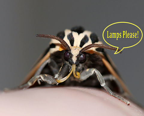 NATIONAL MOTH WEEK 2020, July 18-26 This is an early reminder that NATIONAL MOTH WEEK 2020 will be July 18-26! This is a worldwide event where everyone is encouraged to get outside to observe and photograph moths! We will be compiling a list of all moths shared on JungleDragon&rsquo;s website during Moth Week, so please share your photos at https://www.jungledragon.com/
 
The National Moth Week website has ideas on how to attract moths, such as turning on an outside lights and lamps, putting up a sheet that&rsquo;s illuminated by a light, smearing ferment on trees, etc.: http://nationalmothweek.org/finding-moths-2/

If anyone has any questions, please comment below! We will be posting another reminder as we get closer to moth week, but in the meantime, mark your calendars and get your lights ready to shine! #JungleDragon #MothWeek2020 #NationalMothWeek

Here are a *few* of the magnificent moths that have been shared on JungleDragon:
https://www.jungledragon.com/list/498
 Geotagged,Summer,United States,moth week,moth week 2020,national moth week