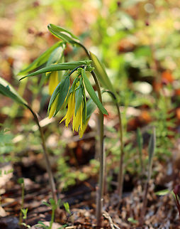 Large-flowered Bellwort - Uvularia grandiflora Yellow flowers atop an angled stem with sessile leaves. 

The genus name comes from the anatomical term "uvula" that refers to the lobe hanging from the back of the soft palate in humans.

Habitat: Mixed forest
https://www.jungledragon.com/image/97022/large-flowered_bellwort_-_uvularia_grandiflora.html Geotagged,Large-flowered bellwort,Spring,United States,Uvularia grandiflora