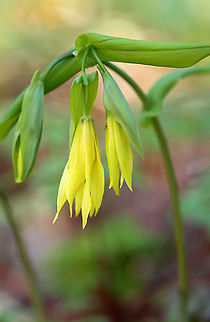 Large-flowered Bellwort - Uvularia grandiflora Yellow flowers atop an angled stem with sessile leaves. The flowers had tiny midges (Family Cecidomyiidae) on them, but unfortunately, I didn't see them at the time to get closer photos.

The genus name comes from the anatomical term "uvula" that refers to the lobe hanging from the back of the soft palate in humans.

Habitat: Mixed forest
https://www.jungledragon.com/image/97021/large-flowered_bellwort_-_uvularia_grandiflora.html Geotagged,Large-flowered bellwort,Spring,United States,Uvularia grandiflora