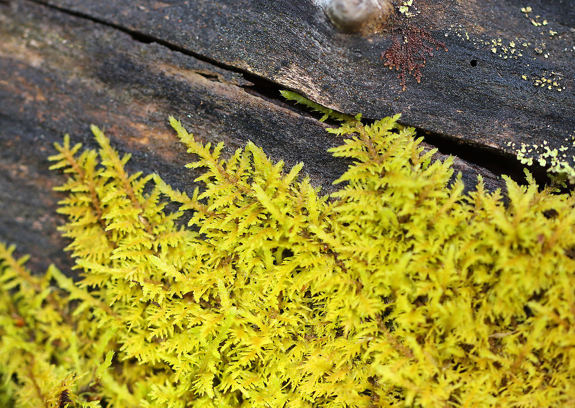 Delicate Fern Moss - Thuidium delicatulum A species of carpet moss that looks very fern-like.<br />
<br />
Habitat: Rotting wood in a moist forest Delicate thuidium moss,Geotagged,Spring,Thuidium,Thuidium delicatulum,United States,moss