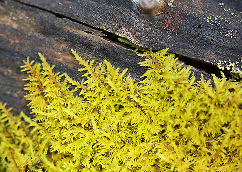 Delicate Fern Moss - Thuidium delicatulum A species of carpet moss that looks very fern-like.

Habitat: Rotting wood in a moist forest Delicate thuidium moss,Geotagged,Spring,Thuidium,Thuidium delicatulum,United States,moss