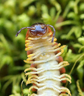 Flat-backed Millipede (Male) - Apheloria virginiensis I enjoy seeing these gorgeous millipedes and thought it would be fun to try to determine sex. I think this is a male and that the structure between its 3rd and 4th pairs of legs are gonopores. 

**NOTE: This species secretes cyanide as a defense mechanism. Cyanide is poisonous and can cause extreme irritation if rubbed in the eyes. You should not touch them. Clearly, I handled it to get this photo, but I do not recommend that anyone handles them, i.e. don't follow my example.

Habitat: Moist forest
https://www.jungledragon.com/image/97026/flat-backed_millipede_male_-_apheloria_virginiensis.html Apheloria,Apheloria virginiensis,Geotagged,Spring,United States,flat-backed millipede,millipede