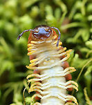 Flat-backed Millipede (Male) - Apheloria virginiensis I enjoy seeing these gorgeous millipedes and thought it would be fun to try to determine sex. I think this is a male and that the structure between its 3rd and 4th pairs of legs are gonopores. <br />
<br />
**NOTE: This species secretes cyanide as a defense mechanism. Cyanide is poisonous and can cause extreme irritation if rubbed in the eyes. You should not touch them. Clearly, I handled it to get this photo, but I do not recommend that anyone handles them, i.e. don't follow my example.<br />
<br />
Habitat: Moist forest<br />
https://www.jungledragon.com/image/97026/flat-backed_millipede_male_-_apheloria_virginiensis.html Apheloria,Apheloria virginiensis,Geotagged,Spring,United States,flat-backed millipede,millipede