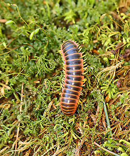 Flat-backed Millipede (Male) - Apheloria virginiensis I enjoy seeing these gorgeous millipedes and thought it would be fun to try to determine sex. I think this is a male and that the structure between its 3rd and 4th pairs of legs are gonopores.

**NOTE: This species secretes cyanide as a defense mechanism. Cyanide is poisonous and can cause extreme irritation if rubbed in the eyes. You should not touch them. Clearly, I handled it to get this photo, but I do not recommend that anyone handles them, i.e. don't follow my example.

Habitat: Moist forest
https://www.jungledragon.com/image/97025/flat-backed_millipede_male_-_apheloria_virginiensis.html Apheloria virginiensis,Geotagged,Spring,United States