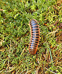 Flat-backed Millipede (Male) - Apheloria virginiensis I enjoy seeing these gorgeous millipedes and thought it would be fun to try to determine sex. I think this is a male and that the structure between its 3rd and 4th pairs of legs are gonopores.<br />
<br />
**NOTE: This species secretes cyanide as a defense mechanism. Cyanide is poisonous and can cause extreme irritation if rubbed in the eyes. You should not touch them. Clearly, I handled it to get this photo, but I do not recommend that anyone handles them, i.e. don't follow my example.<br />
<br />
Habitat: Moist forest<br />
https://www.jungledragon.com/image/97025/flat-backed_millipede_male_-_apheloria_virginiensis.html Apheloria virginiensis,Geotagged,Spring,United States