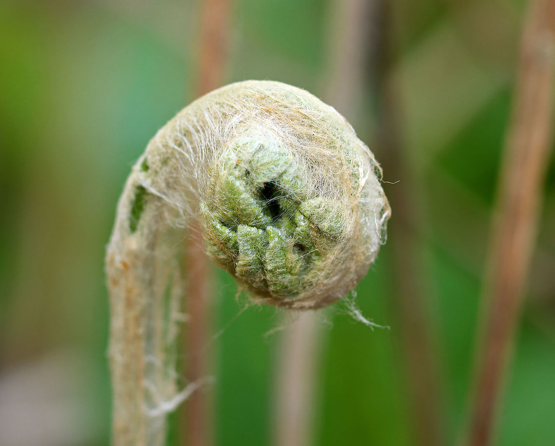 Cinnamon Fern - Osmundastrum cinnamomeum Habitat: Moist forest Cinnamon Fern,Geotagged,Osmundastrum cinnamomeum,Spring,United States,fern
