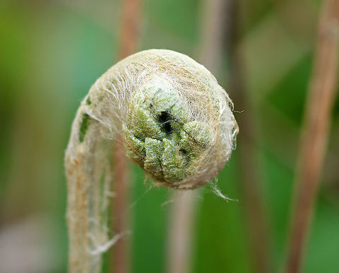Cinnamon Fern - Osmundastrum cinnamomeum Habitat: Moist forest Cinnamon Fern,Geotagged,Osmundastrum cinnamomeum,Spring,United States,fern