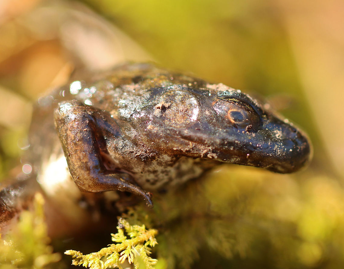 Dying Frog - Lithobates sp. This frog had a badly broken back leg and was barely moving. It looked like it had been caught, but abandoned, by a predator. <br />
<br />
Habitat: Found near the edge of a bog. It was obviously not going to survive, but I put it back in the bog so it could die in a nicer setting. <br />
<br />
As for an ID, I'm not sure...I think it is either Lithobates clamitans or Lithobates palustris. I regularly see both species in this bog. Geotagged,Lithobates,Spring,United States,frog