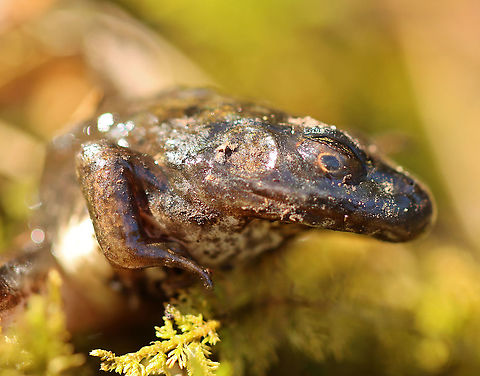 Dying Frog - Lithobates sp. This frog had a badly broken back leg and was barely moving. It looked like it had been caught, but abandoned, by a predator. 

Habitat: Found near the edge of a bog. It was obviously not going to survive, but I put it back in the bog so it could die in a nicer setting. 

As for an ID, I'm not sure...I think it is either Lithobates clamitans or Lithobates palustris. I regularly see both species in this bog. Geotagged,Lithobates,Spring,United States,frog