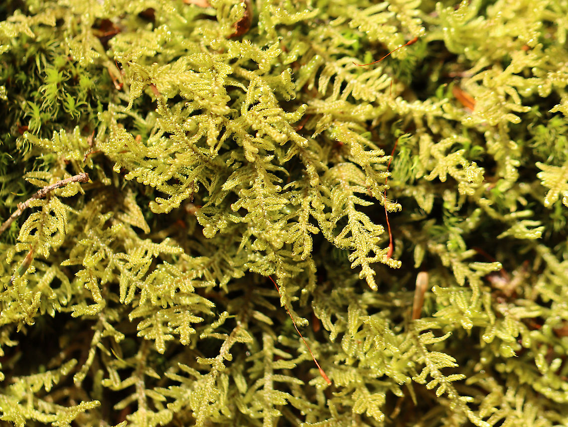 Brocade Moss - Hypnum imponens <br />
Habitat: Wetland/pond edge in a mixed forest Brocade Moss,Geotagged,Hypnum imponens,Spring,United States,moss