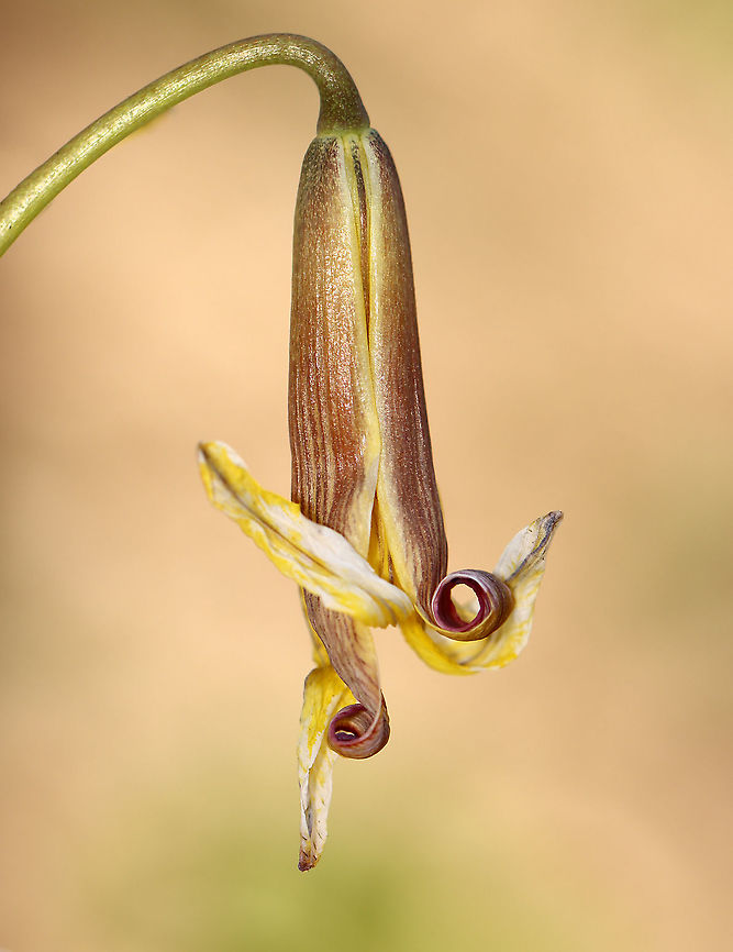 Trout Lily -  Erythronium americanum This trout lily was huge -- twice the size that I generally see. <br />
<br />
Habitat: Floodplain in a mixed forest<br />
<figure class="photo"><a href="https://www.jungledragon.com/image/97072/trout_lily_-_erythronium_americanum.html" title="Trout Lily - Erythronium americanum"><img src="https://s3.amazonaws.com/media.jungledragon.com/images/3232/97072_thumb.jpg?AWSAccessKeyId=05GMT0V3GWVNE7GGM1R2&Expires=1767225610&Signature=WwEXl75WNeEC%2FKkAaapsAEozEMk%3D" width="120" height="152" alt="Trout Lily - Erythronium americanum This trout lily was huge -- twice the size that I generally see.<br />
<br />
Habitat: Floodplain in a mixed forest<br />
https://www.jungledragon.com/image/97071/trout_lily_-_erythronium_americanum.html Erythronium americanum,Geotagged,Spring,United States,Yellow trout lily" /></a></figure> Erythronium,Erythronium americanum,Geotagged,Spring,Trout lily,United States,Yellow trout lily