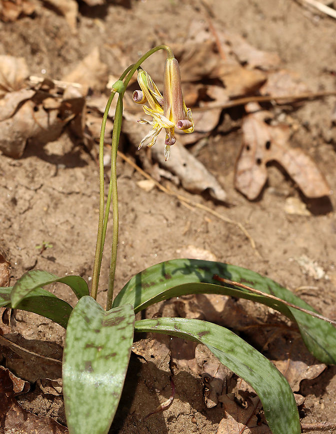 Trout Lily - Erythronium americanum This trout lily was huge -- twice the size that I generally see.<br />
<br />
Habitat: Floodplain in a mixed forest<br />
<figure class="photo"><a href="https://www.jungledragon.com/image/97071/trout_lily_-_erythronium_americanum.html" title="Trout Lily -  Erythronium americanum"><img src="https://s3.amazonaws.com/media.jungledragon.com/images/3232/97071_thumb.jpg?AWSAccessKeyId=05GMT0V3GWVNE7GGM1R2&Expires=1759968010&Signature=0BYjOn%2BP0dg4XORTXO7uPhSYFq8%3D" width="118" height="152" alt="Trout Lily -  Erythronium americanum This trout lily was huge -- twice the size that I generally see. <br />
<br />
Habitat: Floodplain in a mixed forest<br />
https://www.jungledragon.com/image/97072/trout_lily_-_erythronium_americanum.html Erythronium,Erythronium americanum,Geotagged,Spring,Trout lily,United States,Yellow trout lily" /></a></figure> Erythronium americanum,Geotagged,Spring,United States,Yellow trout lily