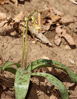 Trout Lily - Erythronium americanum This trout lily was huge -- twice the size that I generally see.

Habitat: Floodplain in a mixed forest
https://www.jungledragon.com/image/97071/trout_lily_-_erythronium_americanum.html Erythronium americanum,Geotagged,Spring,United States,Yellow trout lily