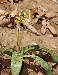 Trout Lily - Erythronium americanum This trout lily was huge -- twice the size that I generally see.<br />
<br />
Habitat: Floodplain in a mixed forest<br />
https://www.jungledragon.com/image/97071/trout_lily_-_erythronium_americanum.html Erythronium americanum,Geotagged,Spring,United States,Yellow trout lily
