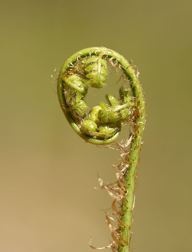 Ostrich Fern Fiddlehead - Matteuccia struthiopteris The unfurled, sterile leaves, which first appear above ground during the spring, are rolled and circular in shape. At this stage of development, they are referred to as &#039;fiddleheads&#039; or &#039;croziers&#039;. <br />
<br />
The scales (brown bits) on the ostrich fern rub off when you clean them.<br />
<br />
Habitat: Wetland Geotagged,Matteuccia struthiopteris,Ostrich fern,Spring,United States,fern,fiddlehead